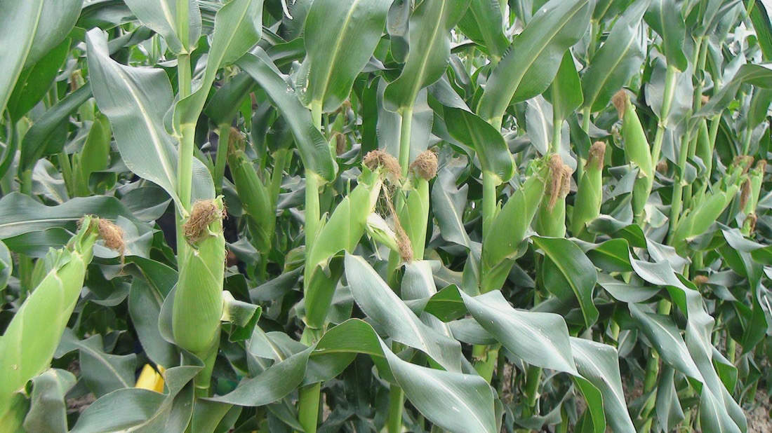 thực phẩm tốt cho mắt